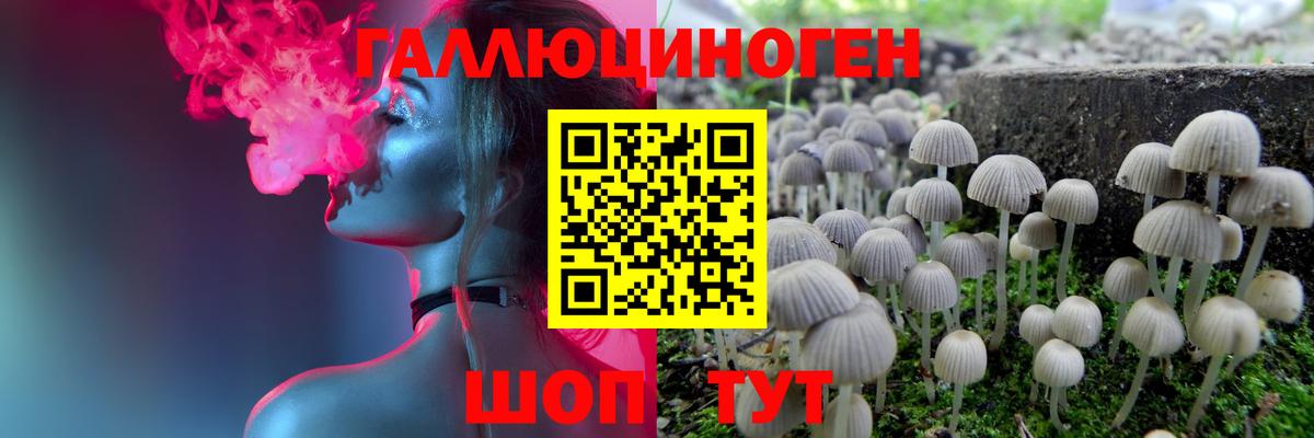 Псилоцибиновые грибы Cubensis Дербент